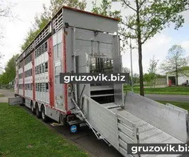 Скотовоз Pezzaioli SBA 62 U 2011 года б/у